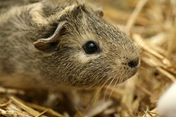 Home cage testing guinea pigs