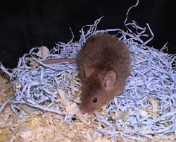 Mouse