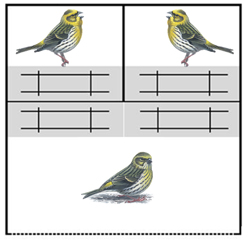 birds