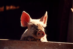 social pigs behavior
