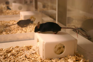 mouse on shelter