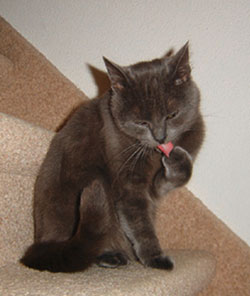 quadrant 4cat