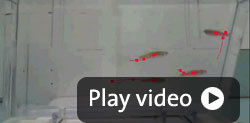 shoaling play