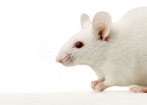 white mouse