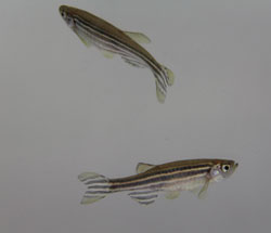 zebrafish pd model