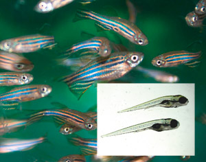 zebrafish