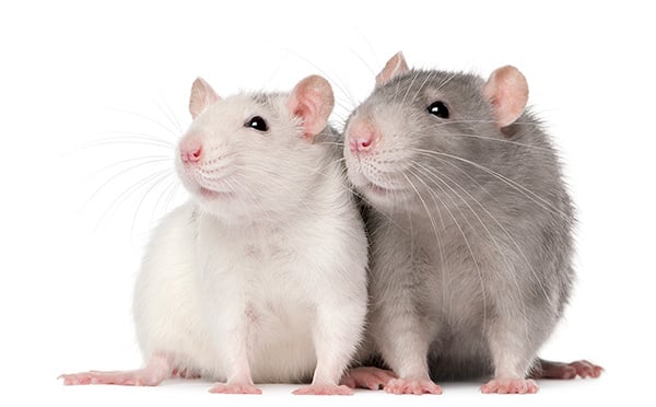 Rats-two-edited