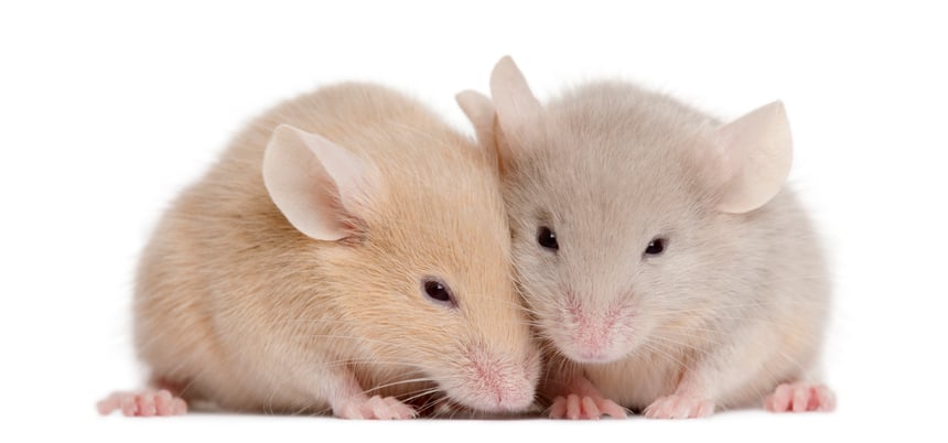 two-young-mice-in-front-of-white-background-2021-08-26-18-01-36-utc